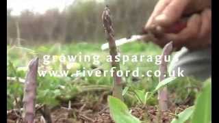 How asparagus grows  a timelapse video [upl. by Bela]