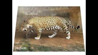 Differences between jaguars leopards and cheetahs [upl. by Anassor683]