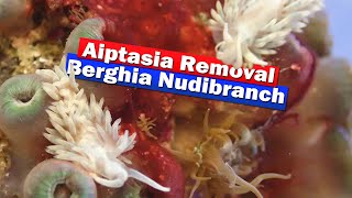 Aiptasia Removal with Berghia Nudibranch [upl. by Aiuqet]