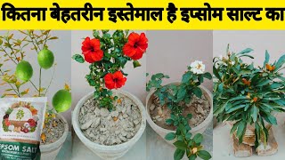 मैग्नीशियम सल्फेट का सही इस्तेमाल कैसे करें  How To Use Epsom Salt For Plants Growth [upl. by Cj926]