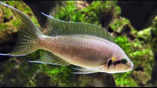 Beautiful Fairy Cichlids  Neolamprologus Brichardi  Tanganyika Africa [upl. by Weider80]