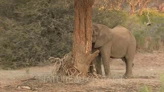 Desert elephant Loxodonta africana walking in the dry Hoanib river bed in early morning light [upl. by Eirrem550]