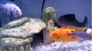 Pair of Calico  Marble Convict Cichlids  Amatitlania nigrofasciata Selective Bred [upl. by Obel]