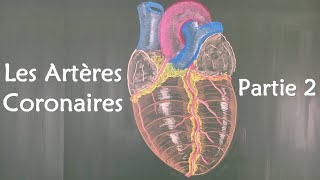 ANATOMIE DU COEUR  LES ARTERES CORONAIRES 2 [upl. by Mariande]