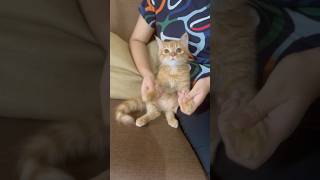 Cat grooving on music 💕cat youtube shorts [upl. by Auqemahs]