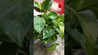 Money plant repotting youtubeshorts moneyplant indoorplants garden trending pothosplant yt [upl. by Akirahs]