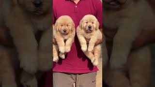 extraordinaryqualitybreedgoldenretrieverpuppyshowqualitydogbreedpetsanimallove [upl. by Alvinia]