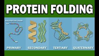 PROTEIN FOLDING [upl. by Maribelle]