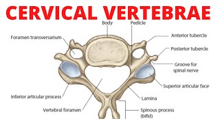 Cervical Vertebrae Anatomy [upl. by Det35]