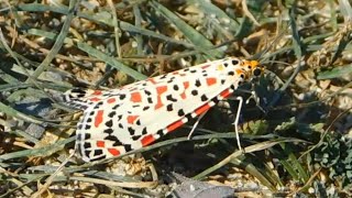 utetheisa pulchella  butterflies of Greece [upl. by Madden]