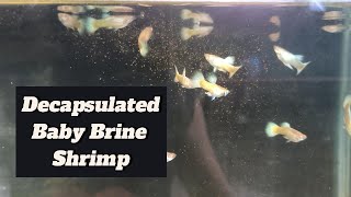 Feeding Decapsulated Brine Shrimp To My Guppy Fish guppy guppyfish guppybreeder guppybreeding [upl. by Castera]