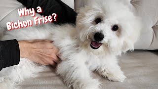 Puppy Reveals All the Secrets of a Bichon Frise [upl. by Hametaf]