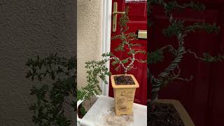 Ceanothus Bonsai starting to flower [upl. by Glovsky]