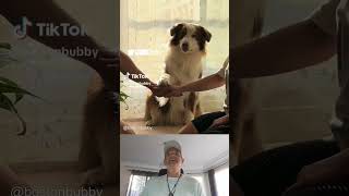 Australian Shepherd Proves Hes a quotHands In Challengequot Expert Reaction [upl. by Aniras178]