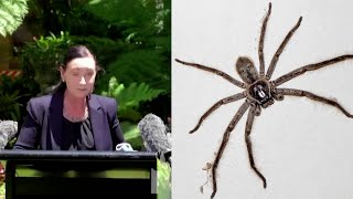 Venomous Spider Interrupts Press Conference [upl. by Emmer981]