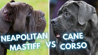 Cane Corso vs Neapolitan Mastiff  Dog Breed Comparison [upl. by Winfrid]