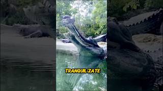 Esta cosa EXTRAÑA en el AGUA es un 🐊 [upl. by Assillam]