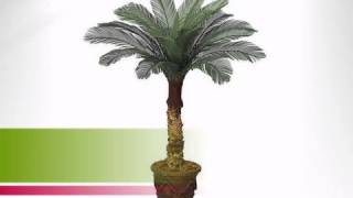 4 foot Artificial Outdoor Cycas Palm 18 Fronds amp Natural Trunk  artificialplantsandtreescom [upl. by Hgeilhsa]