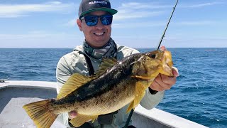 Muchos Calicos  CEDROS ISLAND FISHING  Day 13 [upl. by Blane]