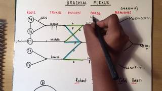 BRACHIAL PLEXUS made ridiculously simple part 1 DrawWithMe [upl. by Eelyk]