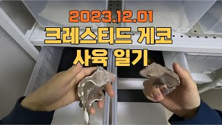 20231201 크레 사육 일기 개체 관리 브이로그 crested gecko breeding [upl. by Mayhs151]