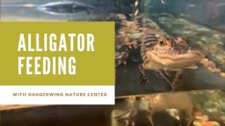 Alligator Feeding at Daggerwing Nature Center [upl. by Ahseirej860]