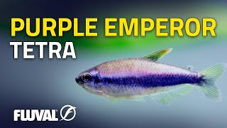 Species Spotlight  Purple Emperor Tetra [upl. by Salhcin]