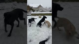 Excited dogs playing in the snow Zooooomies labrador springerspaniel puppy [upl. by Rotman]