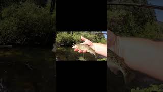 Fly Fishing Little Yellow Stoneflies All Day Long  Preview shorts trout flyfishing fishing [upl. by Greenland]