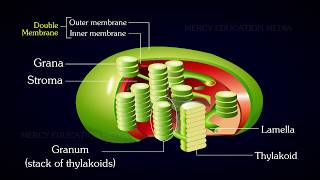 Structure of Chloroplast [upl. by Saixela]