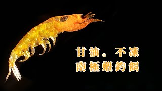 2019【矶钓海釣魚餌料DIY製作教學】甘油不冻南极虾第二集 [upl. by Vaas]