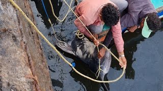 Hunting the Seas Silver Bullet Swordfish  how to catch fish [upl. by Simson]