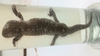 Mole Salamander 🦎 Ambystoma rivulare  Amphibian Species  Bottle Specimen [upl. by Nylynnej]