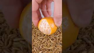 Mealworms vs MANDARIN [upl. by Arahas]