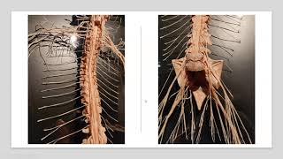 Überblick Nervensystem  Einführung in Basisbegriffe der Neurologie Leicht erklärt Neuron ZNS PNS [upl. by Adiasteb]