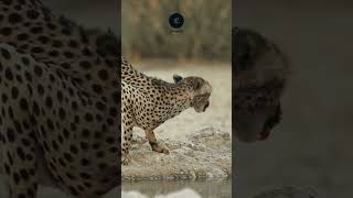 Cheetah Quenching Its Thirst Aware and Alert in Etosha National Park wildlife traveldeals [upl. by Ilahsiav82]