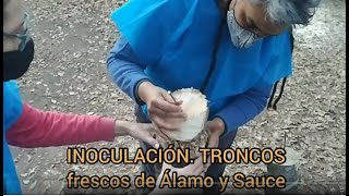 23🍄 👉 🌳HONGOS en TRONCOS INOCULACIÓN Paso 3 Troncos de Álamo y Sauce recién cortados [upl. by Rame]