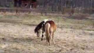 Gotland Pony stallion play [upl. by Leonelle]