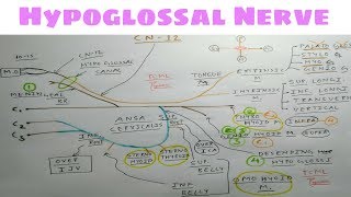 Hypoglossal Nerve or 12th Cranial Nerve  Part 1  Diagram  NeuroAnatomy  TCML [upl. by Gabor19]