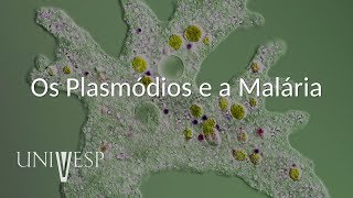 Parasitologia  Aula 04  Os Plasmódios e a Malária [upl. by Hump]