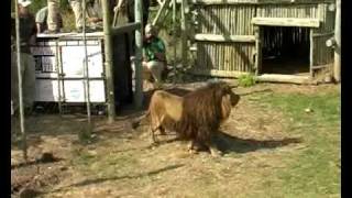 Rescued Lion released [upl. by Breech]