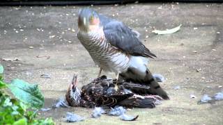 Sparrowhawk plucking live Starling pt2 [upl. by Nafets]