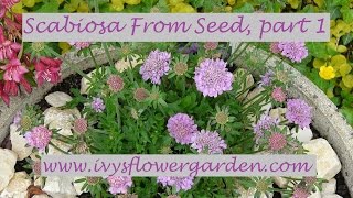 Scabiosa From Seed Part 1 [upl. by Aerol]