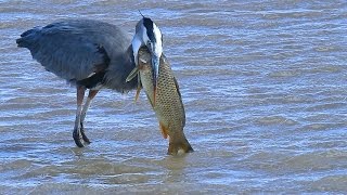 Great Blue Heron eats huge fish at Bosque del Apache NWR [upl. by Isahella101]