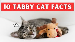 What Makes Tabby Cats Special Find Out Now [upl. by Arymas447]