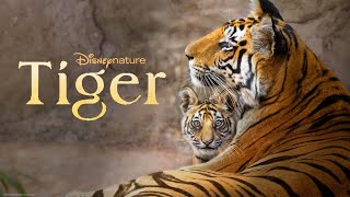 Disney Natures Tiger Movie Review [upl. by Novaj]