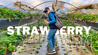 WALKING TOUR  STRAWBERRY FARM  LA TRINIDAD BENGUET  PHILIPPINES  4K [upl. by Anoirtac]