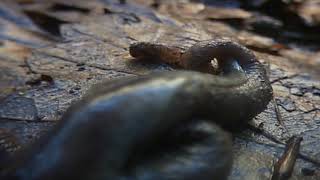 Flatworms  An Invasive Flatworm Hunts Earthworms [upl. by Vala]