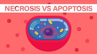 What is Necrosis vs What is Apoptosis [upl. by Harac365]