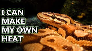 Python facts the worlds longest snakes  Animal Fact Files [upl. by Joby]